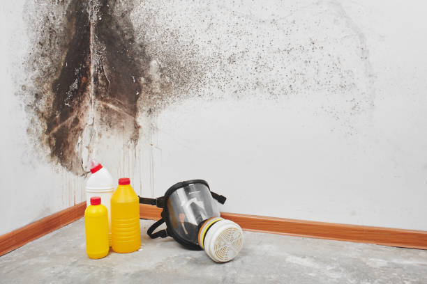 Best Asbestos and Lead Testing During Mold Inspection  in Converse, TX