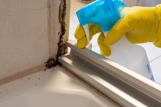 Best Air Quality Testing for Mold Spores  in Converse, TX