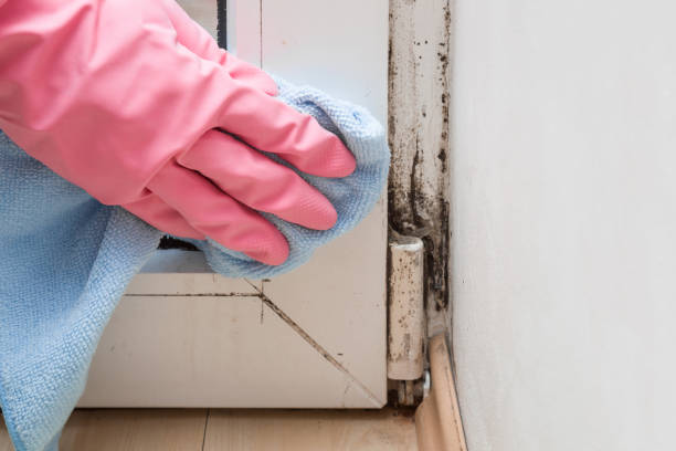 Asbestos and Lead Testing During Mold Inspection in Converse, TX